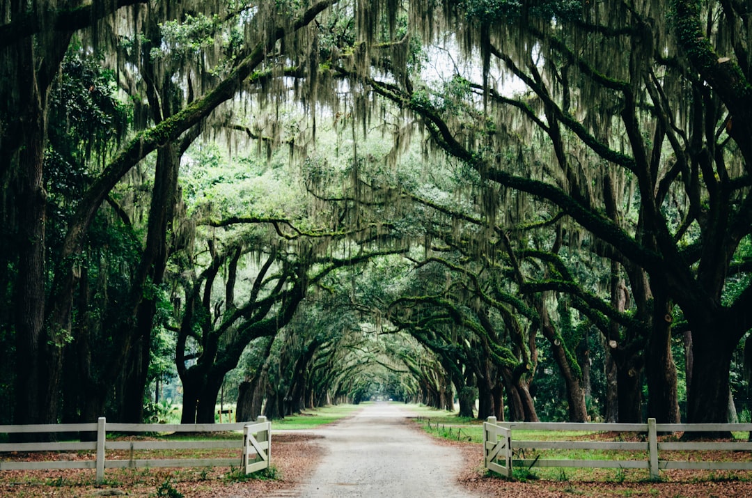 Photo Oak tree